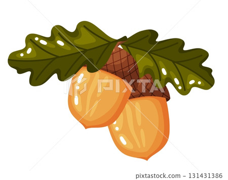 Two Acorns with Oak Leaves Illustration Two Acorns with Oak Leaves Illustration 131431386