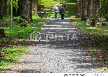 A leisurely stroll along Taiwan's forest trails 131431496