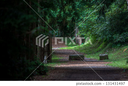 台灣森林步道上的休閒漫步 131431497