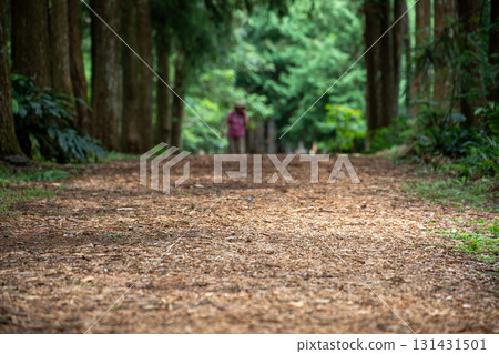 台灣森林步道上的休閒漫步 131431501