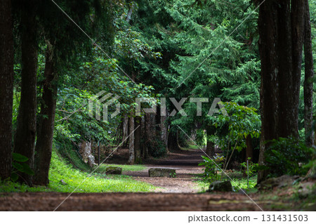台灣森林步道上的休閒漫步 131431503