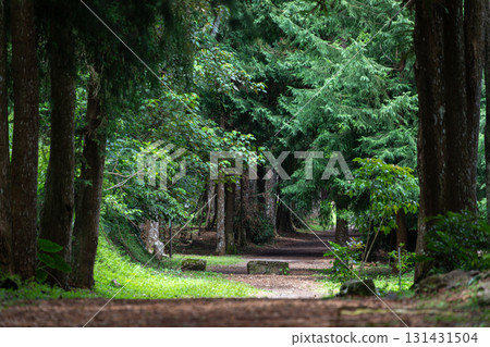 台灣森林步道上的休閒漫步 131431504
