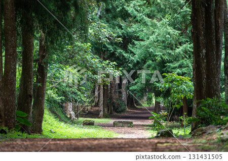 台灣森林步道上的休閒漫步 131431505