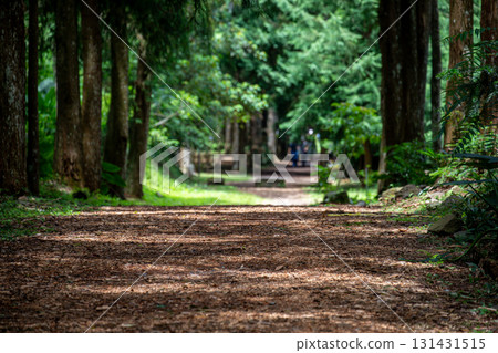 A leisurely stroll along Taiwan's forest trails 131431515