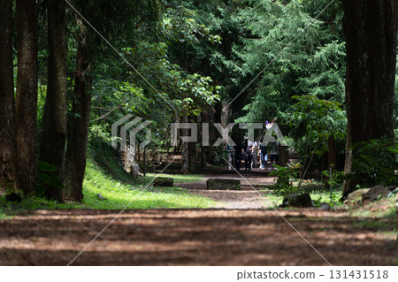 A leisurely stroll along Taiwan's forest trails A leisurely stroll along Taiwan's forest trails 131431518