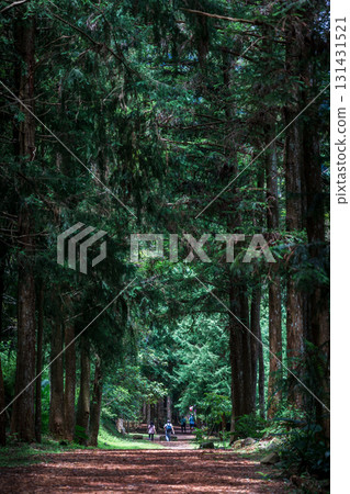 台灣森林步道上的休閒漫步 131431521