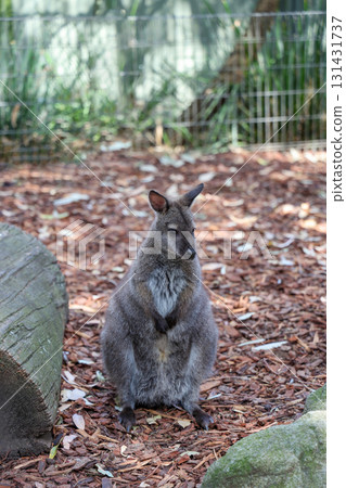 The Tammar Wallaby is small animal and cute in Australia The Tammar Wallaby is small animal and cute in Australia 131431737