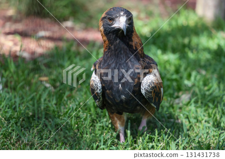 The black breasted buzzard is predator in nature at australia 131431738