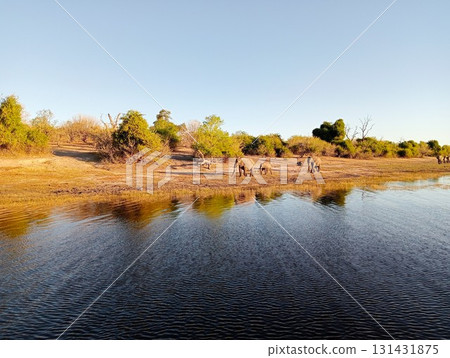 March of African Elephants Botswana 3 131431875