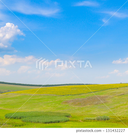 Vast Green Field with a Blooming Sunflower Field under a Blue Sky 131432227