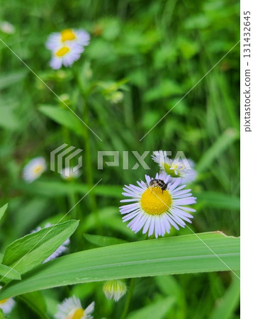 在炎熱的季節，菊科花上有一隻黑色的小昆蟲 131432645