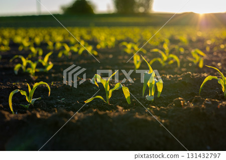 Fresh corn plants emerge from rich soil as the sun rises, illuminating the green crops in a serene field setting 131432797