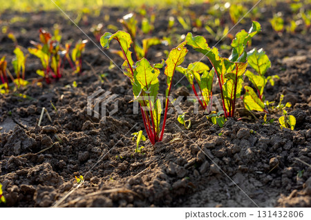 Fresh beetroot plants thrive in the warm light, showcasing rich red stalks and green leaves on a farm in the evening 131432806