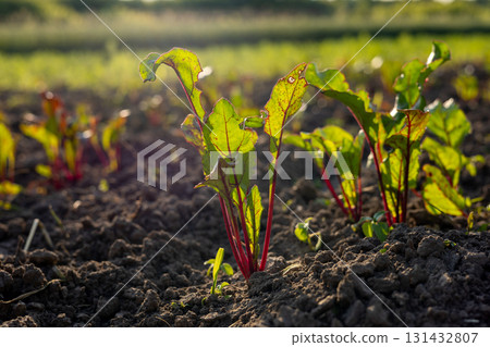Young beetroot plants emerge from rich soil under warm sunlight in a vibrant agricultural field in the afternoon 131432807
