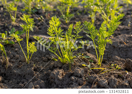 Young carrot plants grow in rich soil, soaking up sunlight in a vibrant vegetable garden during spring 131432811