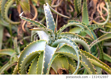 Aloe vera plant growing in natural habitat Aloe vera plant growing in natural habitat 131432897