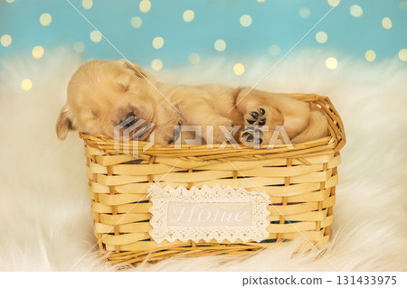 Cute golden retriever newborn puppy peacefully sleeping in wicker basket with lace home sign, against fluffy surface and festive blue bokeh lights. Cute golden retriever newborn puppy peacefully sleeping in wicker basket with lace home sign, against fluffy surface and festive blue bokeh lights. 131433975