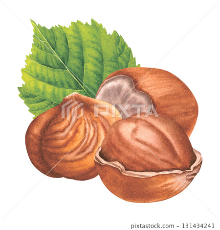 Whole hazelnuts with green leaf. Hand drawn watercolor illustration of filbert nuts on isolated background. Drawing of hazelnut kernels for branding, packaging design, cases, blogs. Vegan concept. Whole hazelnuts with green leaf. Hand drawn watercolor illustration of filbert nuts on isolated background. Drawing of hazelnut kernels for branding, packaging design, cases, blogs. Vegan concept. 131434241