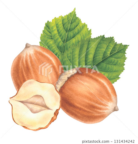 Whole and halved hazelnuts with green leaves. Hand drawn watercolor illustration of filbert nuts on isolated background. Drawing of forest nut kernels for packaging design. Healthy organic food. Whole and halved hazelnuts with green leaves. Hand drawn watercolor illustration of filbert nuts on isolated background. Drawing of forest nut kernels for packaging design. Healthy organic food. 131434242