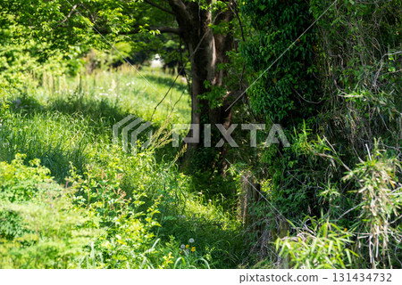 [Abina Line] Abandoned railway line that has become a green tunnel 131434732
