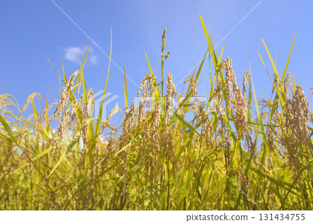 秋季稻穗特寫 秋季稻穗特寫 131434755