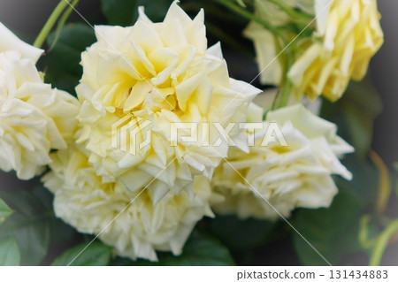 Yellow Rose Yellow Rose 131434883