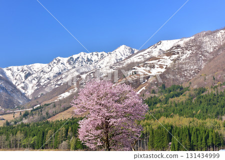 A single cherry tree in Kamishiro A single cherry tree in Kamishiro 131434999