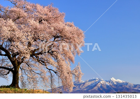 在稻田的一棵樹櫻花 在稻田的一棵樹櫻花 131435013