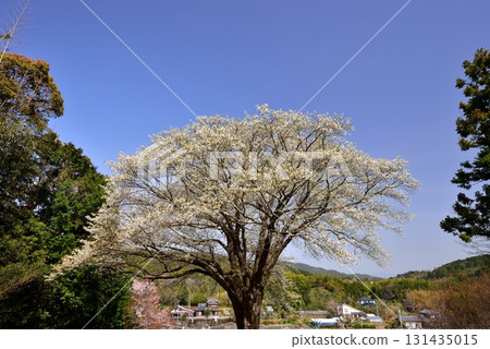 Moonlight cherry tree Moonlight cherry tree 131435015