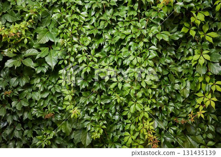 Lush Green Ivy Wall adorned with Vibrant and Lush Foliage all around it in Natures beauty 131435139