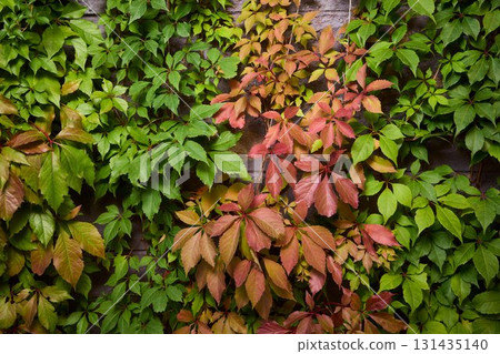 Lush Green Ivy Wall adorned with Vibrant and Lush Foliage all around it in Natures beauty Lush Green Ivy Wall adorned with Vibrant and Lush Foliage all around it in Natures beauty 131435140