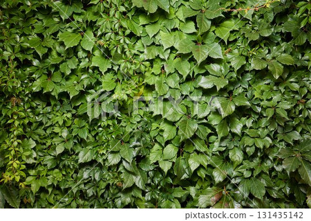 Lush Green Ivy Wall adorned with Vibrant and Lush Foliage all around it in Natures beauty Lush Green Ivy Wall adorned with Vibrant and Lush Foliage all around it in Natures beauty 131435142