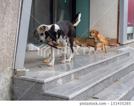 Stray dogs on the porch. Dogs play in the city in the garbage. Stray dogs on the porch. Dogs play in the city in the garbage. 131435265