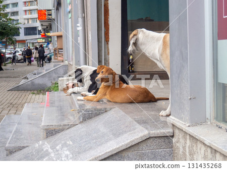 Stray dogs on the porch. Dogs play in the city in the garbage. 131435268