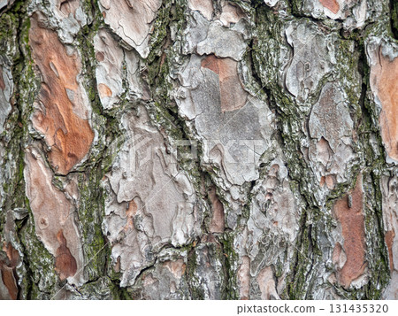 Tree bark close-up. Tree bark structure. Wood background. Natural texture. Uneven surface. Tree bark close-up. Tree bark structure. Wood background. Natural texture. Uneven surface. 131435320