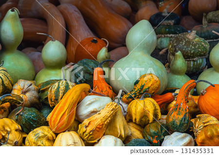 Vivid variety of gourds and pumpkins, vibrant seasonal mix, different shapes, vibrant autumn colors. Concept of Thanksgiving, Halloween, seasonal harvest with pumpkin and gourd abundance Vivid variety of gourds and pumpkins, vibrant seasonal mix, different shapes, vibrant autumn colors. Concept of Thanksgiving, Halloween, seasonal harvest with pumpkin and gourd abundance 131435331
