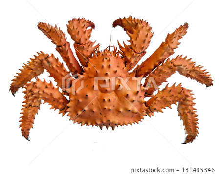 This spiny king crab showcases its unique orange color and spiky shell. The crab is isolated with no surrounding elements, highlighting its distinctive shape and details. 131435346