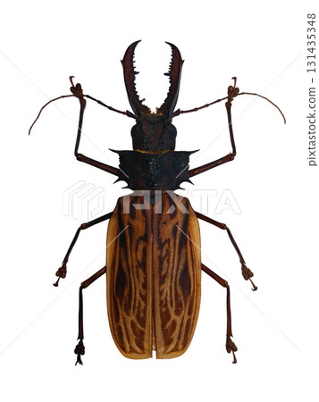 Sabertooth longhorn beetle Macrodontia cervicornis is displayed isolated against a white background. The beetle shows distinctive long antennae and striking coloration. 131435348