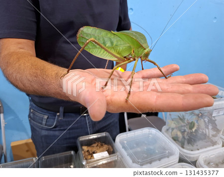 A large green grasshopper Pseudophyllus sits on the palm of a person's hand during an insect exhibition. The insect showcases its vibrant color and unique shape, captivating attendees. 131435377