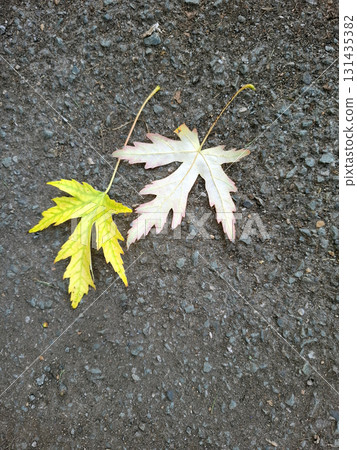 Bright yellow and pale white fallen maple leaves rest on a dark asphalt surface, showcasing the beauty of autumn as nature transitions into winter. 131435382
