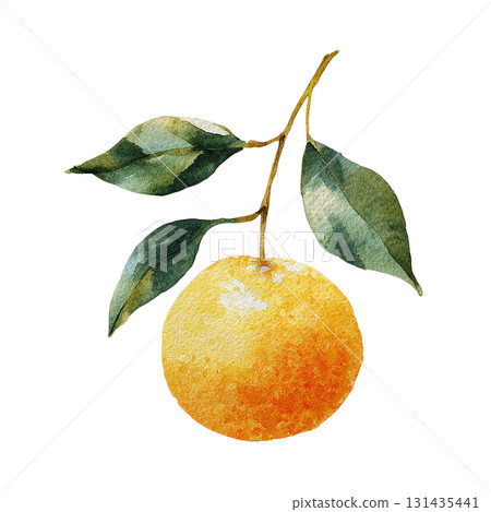 樹枝上的橘子插圖：天然水彩水果剪貼畫（PNG） 131435441
