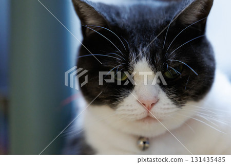 一隻貓盯著你 131435485