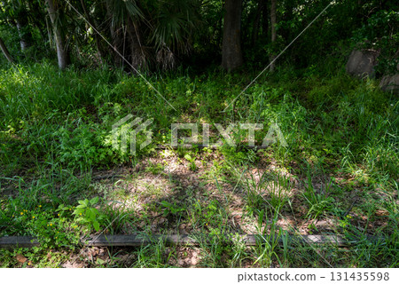 [Abina Line] Abandoned railway tracks remaining in the park 131435598