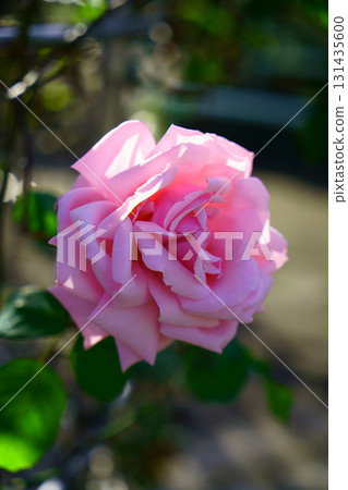9302 Rose Hagoromo 9302 Rose Hagoromo 131435600
