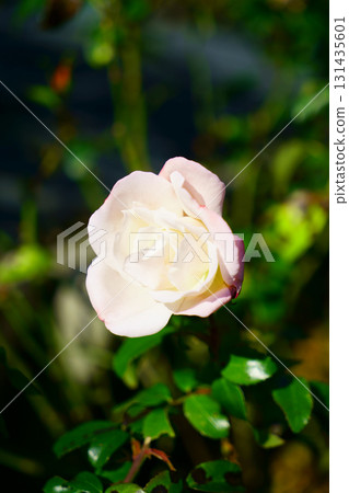 9303 Rose Gretel 9303 Rose Gretel 131435601