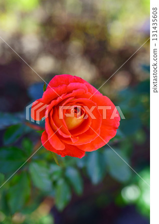 9310 玫瑰羅莎卡里奧城 131435608