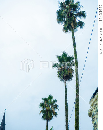 Tall palm trees against a cloudy sky. Autumn at the southern resort.  tropical trees in bad weather. 131435632