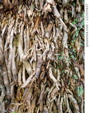 Wood surface background. Palm bark. Roots on the trunk. Uneven natural surface. Wood surface background. Palm bark. Roots on the trunk. Uneven natural surface. 131435637