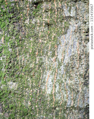 Tree bark close-up. Tree bark structure. Wood background. Natural texture. Uneven surface. Tree bark close-up. Tree bark structure. Wood background. Natural texture. Uneven surface. 131435667