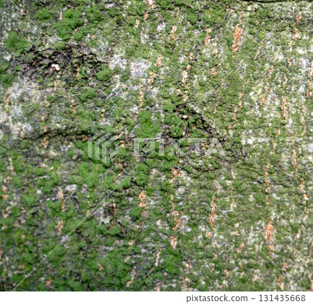Tree bark close-up. Tree bark structure. Wood background. Natural texture. Uneven surface. Tree bark close-up. Tree bark structure. Wood background. Natural texture. Uneven surface. 131435668